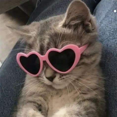 cat with heart shaped sunglasses.